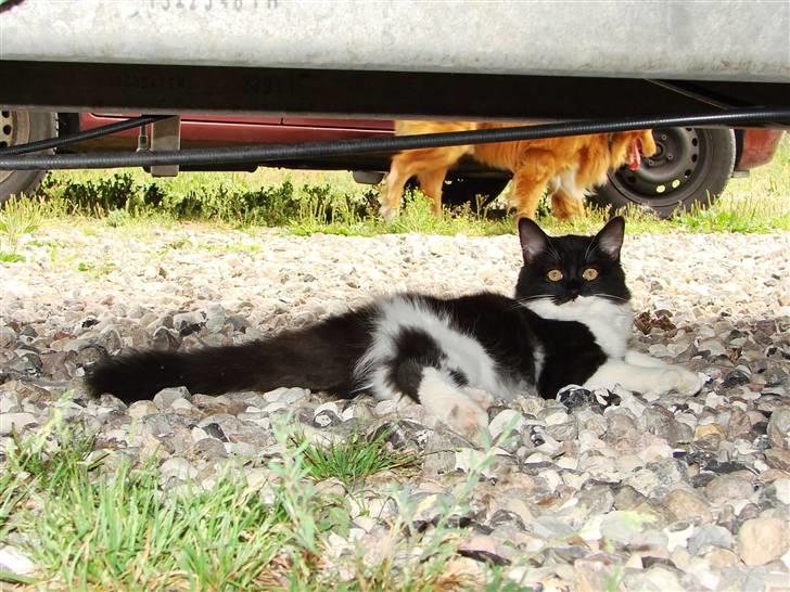 Blanding af racer Batkat billede 6