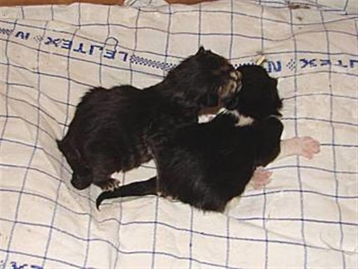 Blanding af racer Batkat - Helt ny, sammen med hendes søster Gaby billede 7