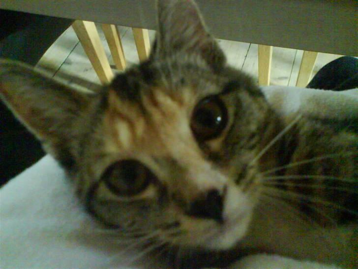 Huskat Tiny. RIP. (Trines.) - Sad og nussede med hende, en dag jeg sku lave mine lektier.. :D Trine taget billedet. billede 12