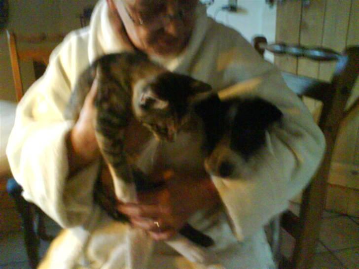 Huskat Tiny. RIP. (Trines.) - så er det tid til hygge mor, os´ selvom at vi næsten ikke kan være på den stol mere.. :D :P Trine taget billedet. billede 13