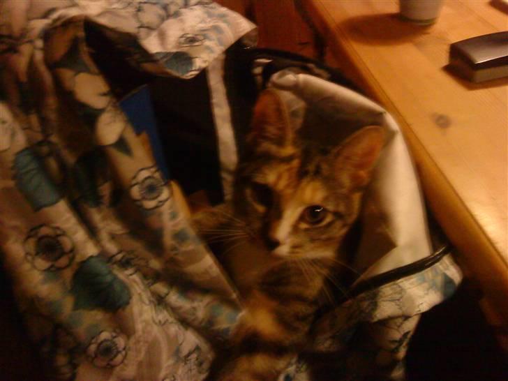 Huskat Tiny. RIP. (Trines.) - Tiny ville hjælpe mig med mine kedelige lektier.. :P men jeg la hende i min taske i stedet.. :D <3 billede 14