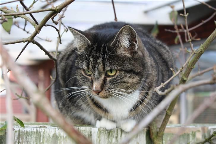 Huskat Pjuske - 1´ Velkommen til Grisens profil :b  billede 1