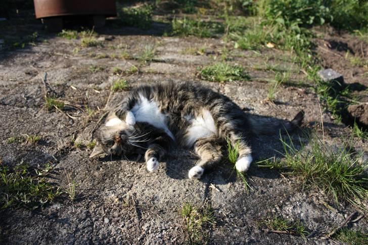 Huskat Pjuske - 2´ Rulletur i solen (: billede 2