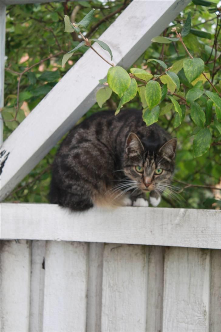 Huskat Pjuske - 3´ <3 billede 3