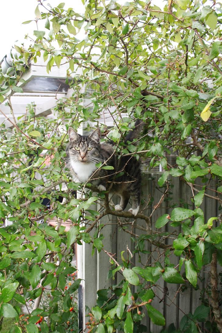 Huskat Pjuske - 4´ <3 billede 4