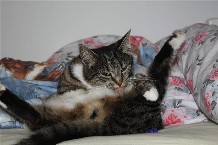 Huskat Pjuske - 5´ En eller anden måde skal det vel gøres på? x) billede 5