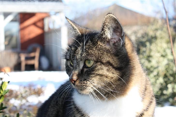 Huskat Pjuske - 6´ Flot kan man se ud når man skal :b billede 6