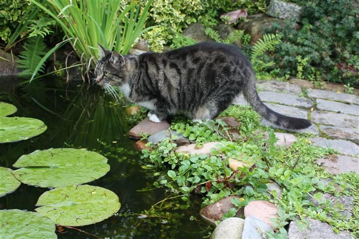 Huskat Pjuske - 7´ Gris kigger på frøer :b billede 7