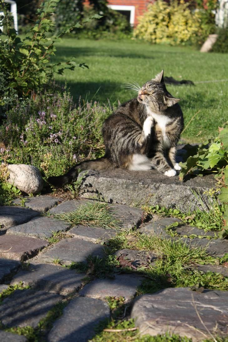 Huskat Pjuske - 8´ Det klør xD billede 8