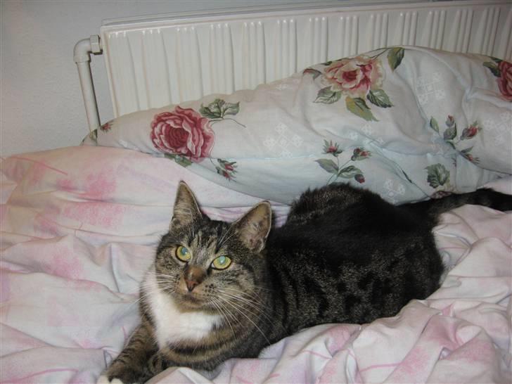 Huskat Pjuske - 9´ <3 billede 9