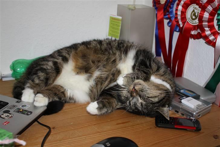 Huskat Pjuske - 10´ Gris tager lige en slapper på bordet x) billede 10