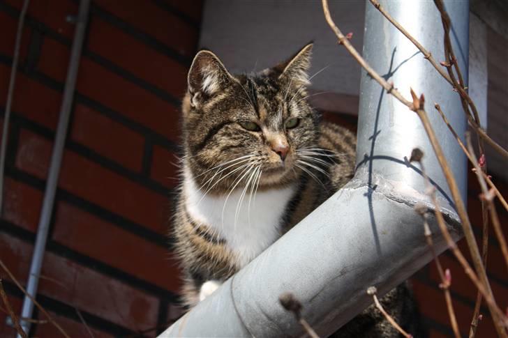 Huskat Pjuske - 11´ :b billede 11