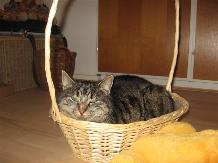 Huskat Pjuske - 12´ Gris i en kurv (: billede 12