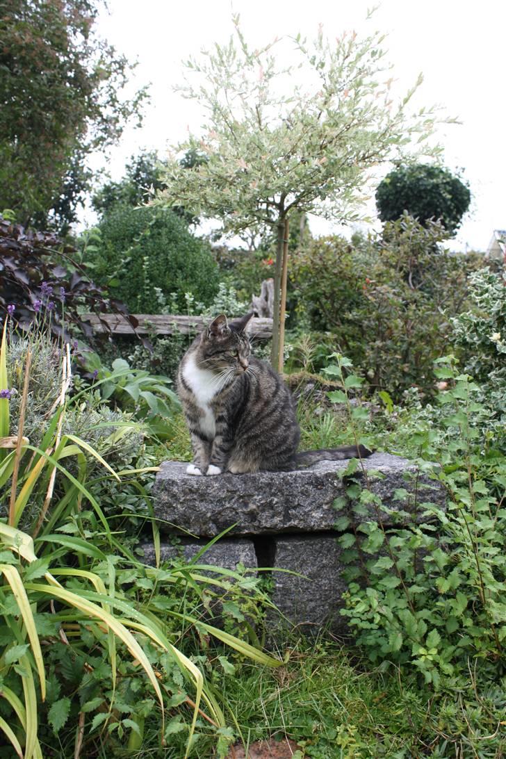 Huskat Pjuske - 13´ <3 billede 13