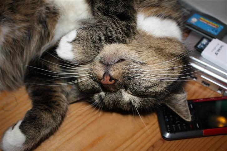 Huskat Pjuske - 14´ <3 billede 14