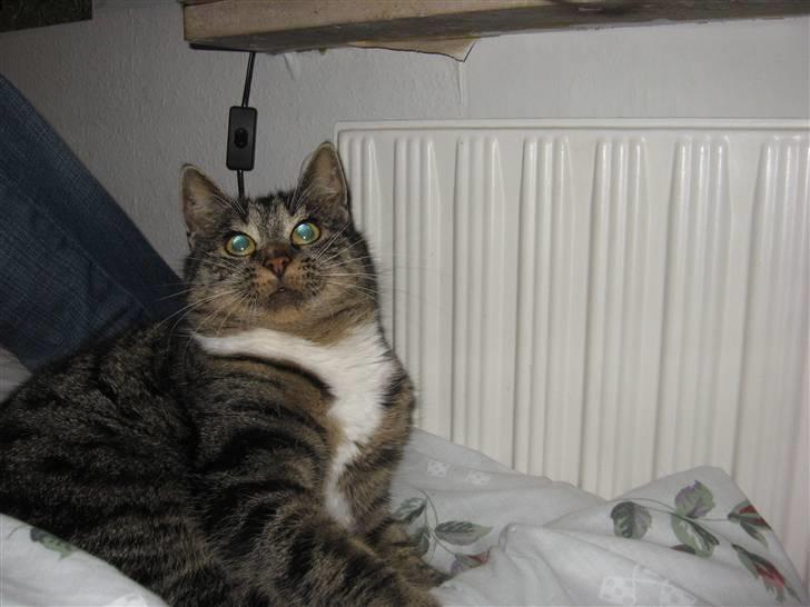 Huskat Pjuske - 15´ Man skulle tro at hendes øjne snart ville falde ud XD billede 15