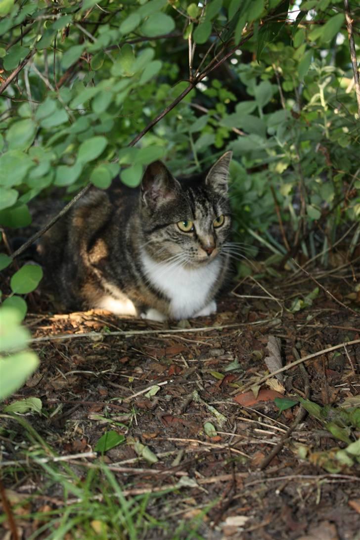 Huskat Pjuske - 16´ Skovtur :b billede 16