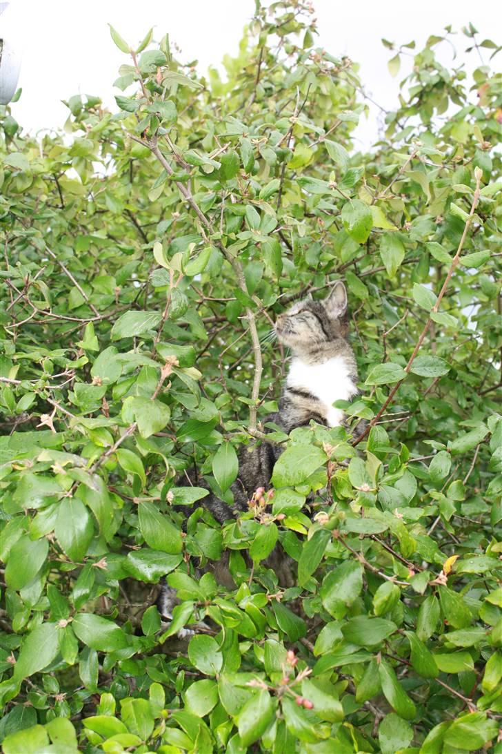 Huskat Pjuske - 17´ På skovtur igen :b billede 17