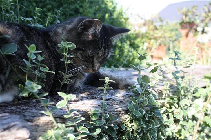 Huskat Pjuske - 18´ <3 billede 18