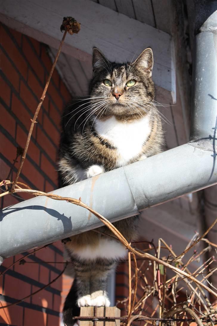 Huskat Pjuske - 19´ Ved ikke lioge hvad hun skulle deroppe :b billede 19
