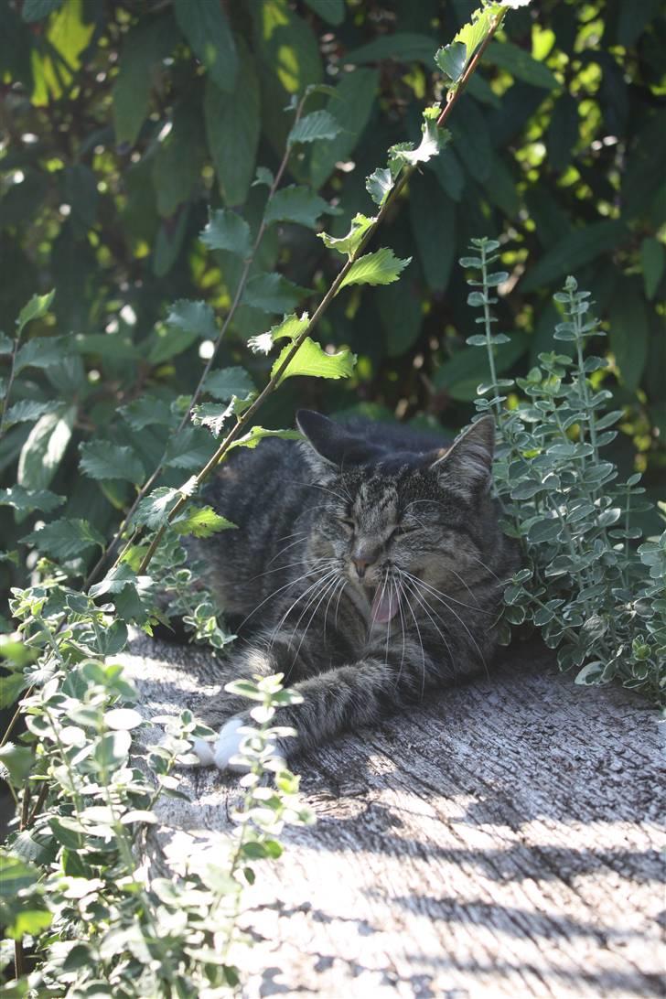 Huskat Pjuske - 20´ Det var alt for denne gang :") Håber i smider en bedømmelse på vej ud, så bliver vi glade :b billede 20