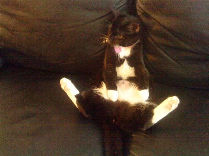 Huskat Nala - iiiih altså hvor er jeg dejlig billede 19