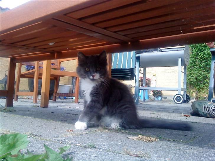 Norsk Skovkat Bella billede 8