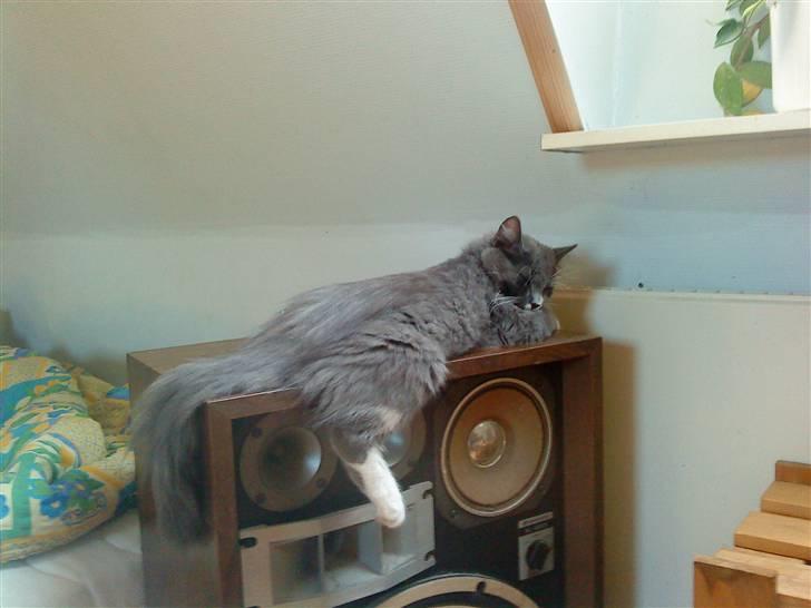 Norsk Skovkat Bella billede 9