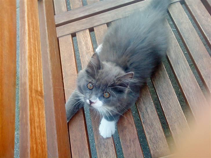 Norsk Skovkat Bella billede 10