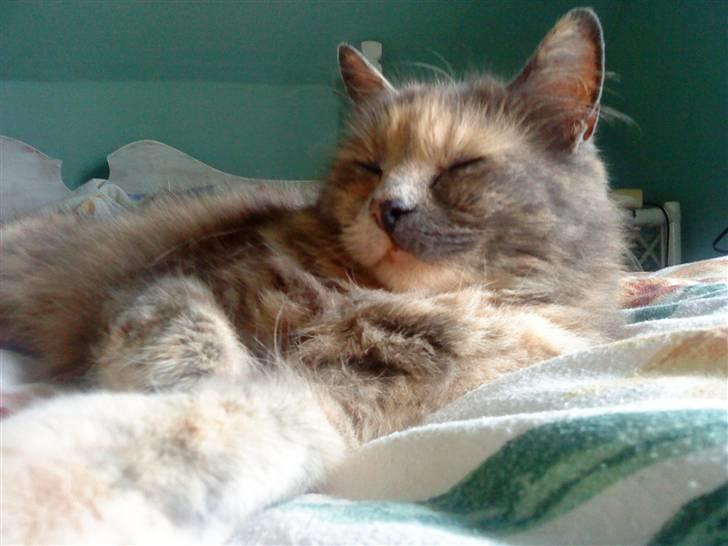 Blanding af racer Fie billede 13