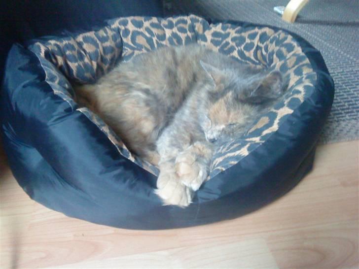 Blanding af racer Fie billede 14