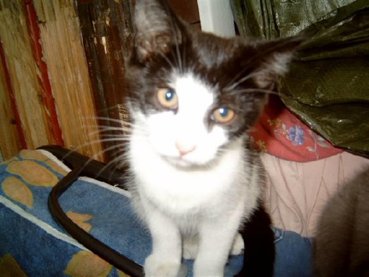 Huskat Cirkeline billede 1