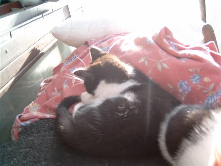 Huskat Cirkeline billede 2