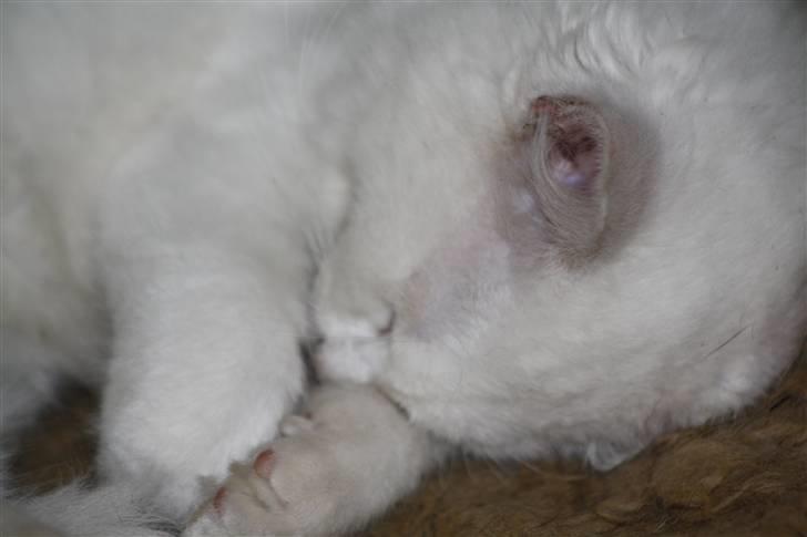 Blanding af racer Ice billede 2