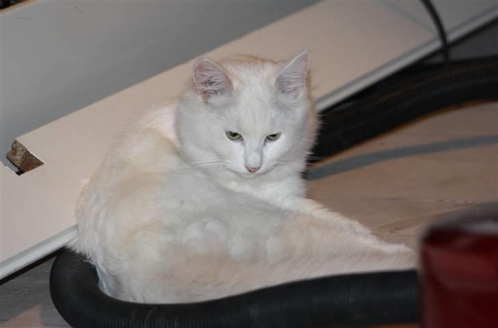 Blanding af racer Ice billede 3