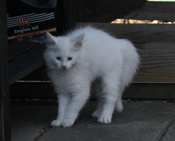 Blanding af racer Ice billede 4