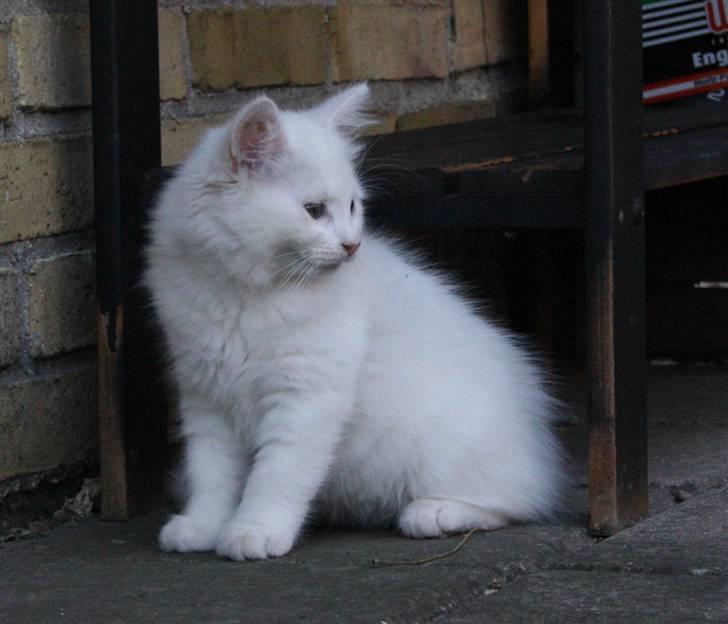 Blanding af racer Ice billede 5