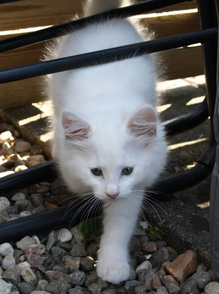 Blanding af racer Ice billede 6