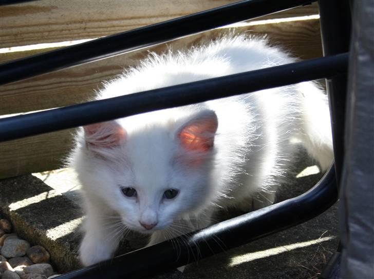 Blanding af racer Ice billede 7