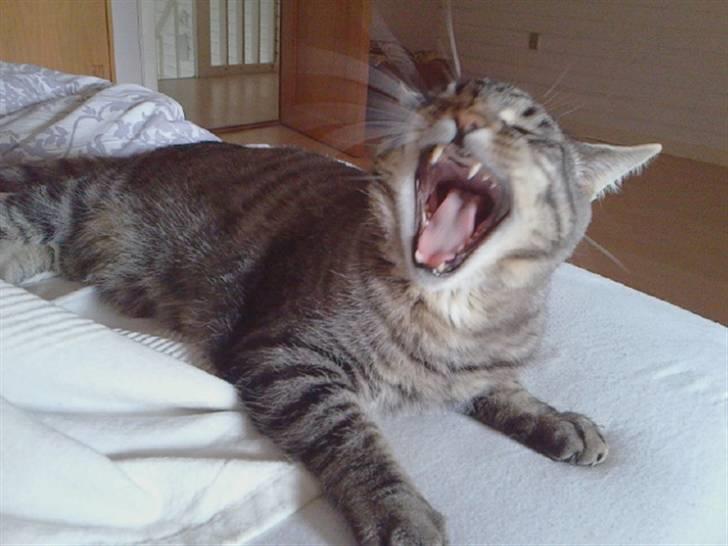 Blanding af racer Louie (aflivet) - Miau billede 12