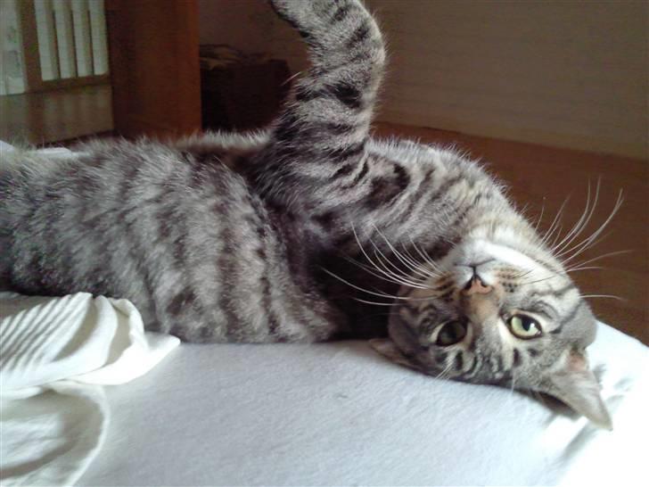 Blanding af racer Louie (aflivet) - Kom nu... leg lidt med mig... billede 13