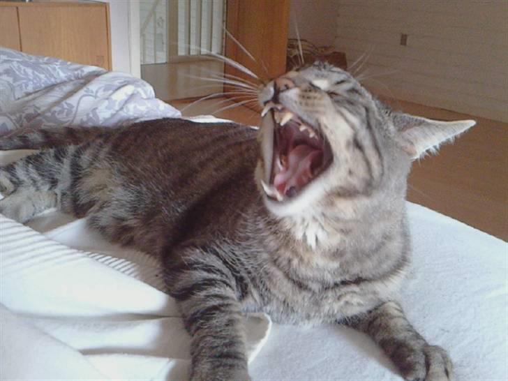 Blanding af racer Louie (aflivet) - min ejer har opdaget at jeg kan gabe på kommando:) billede 14