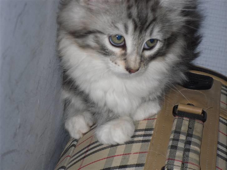 Norsk Skovkat Mira billede 1