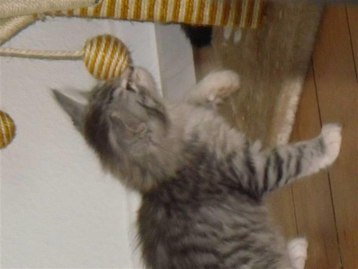 Norsk Skovkat Mira billede 2