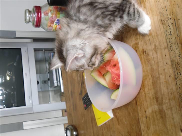 Norsk Skovkat Mira - Dejligt med lidt melon billede 3