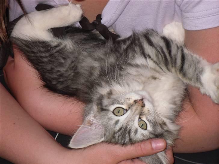 Norsk Skovkat Mira billede 4