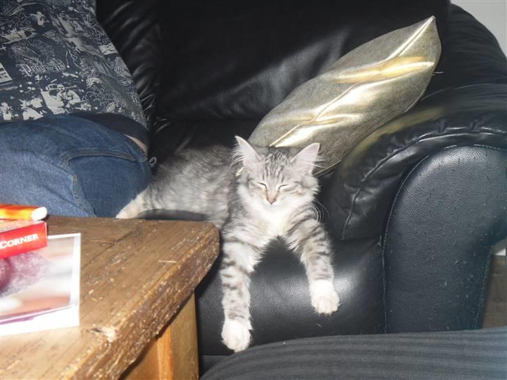 Norsk Skovkat Mira billede 5