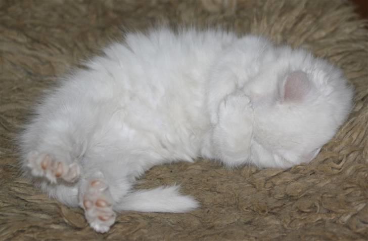 Blanding af racer Ice billede 9