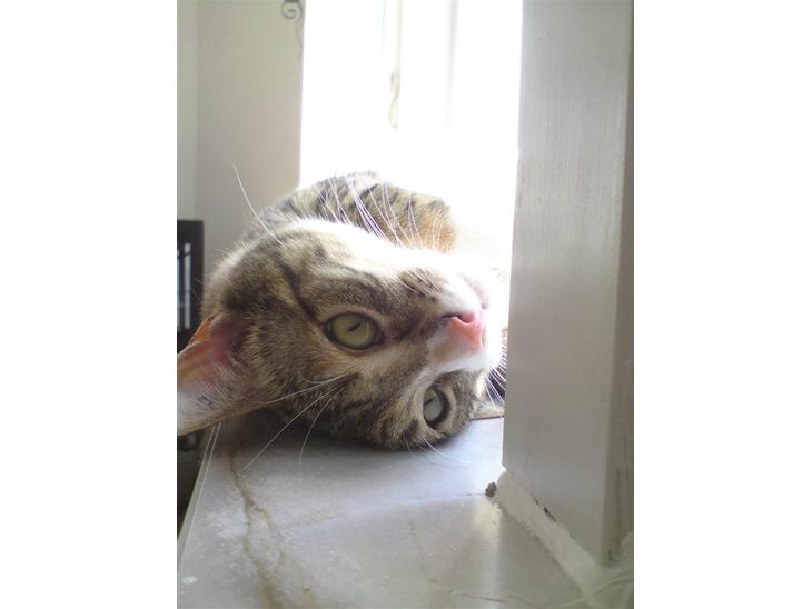 {{currentPhoto.altText}} billede {{currentPhoto.number}}