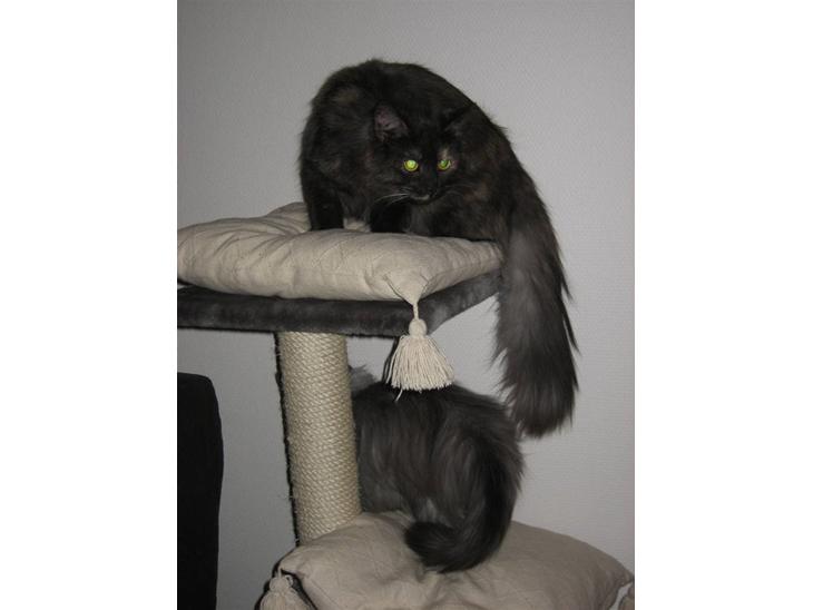 Maine Coon Freja "SOLGT" billede 1